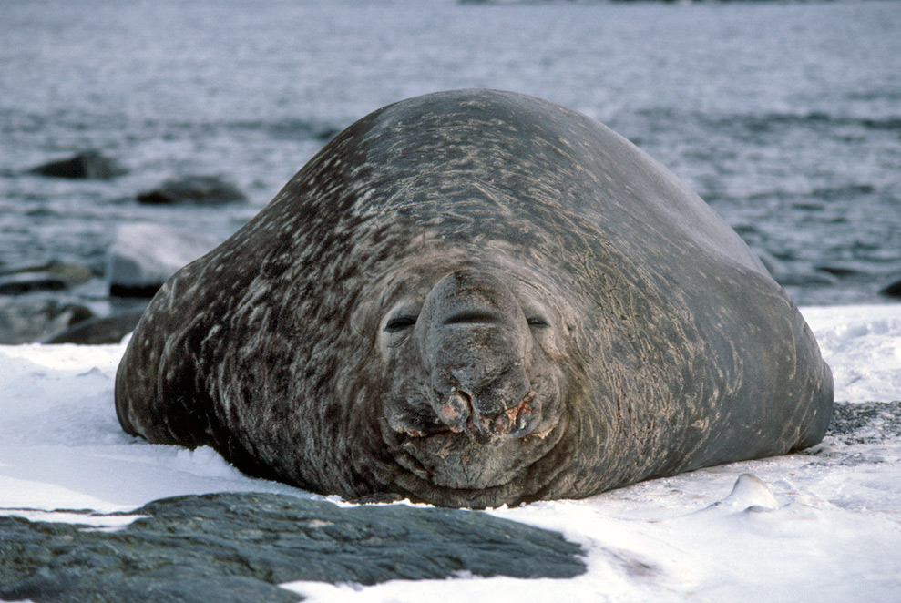 Southern Elephant Seals - Mirounga leonina - Antarctica fact file